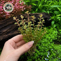 Pink Rotala - 4 Stem Pack
