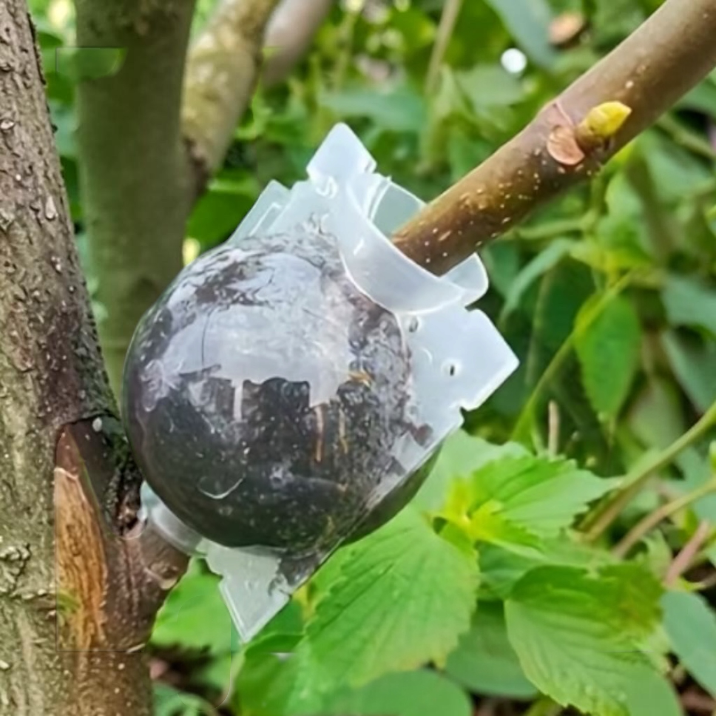 Propagation/Grafting Ball *Reusable*