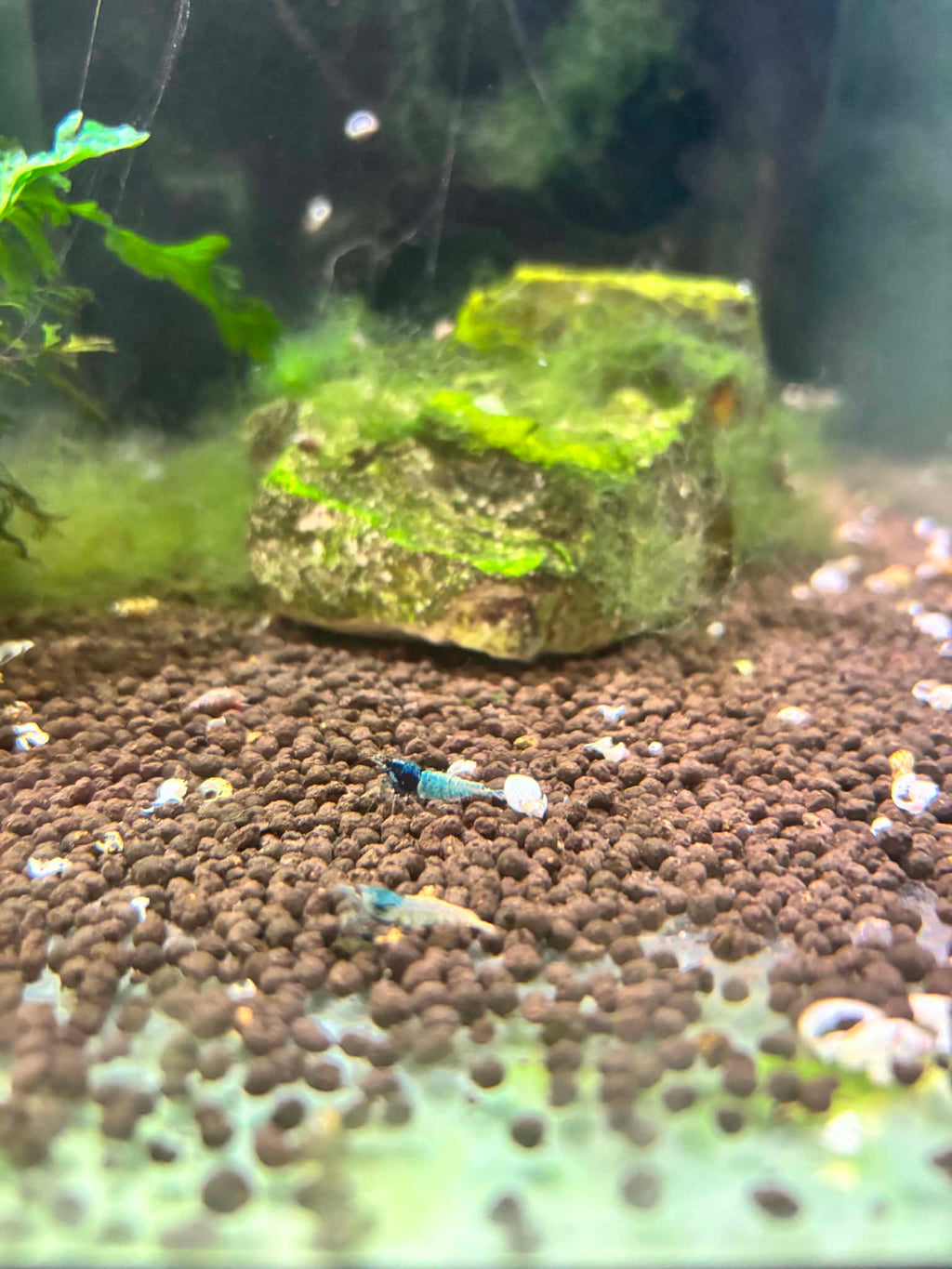Blue Steel Shrimp