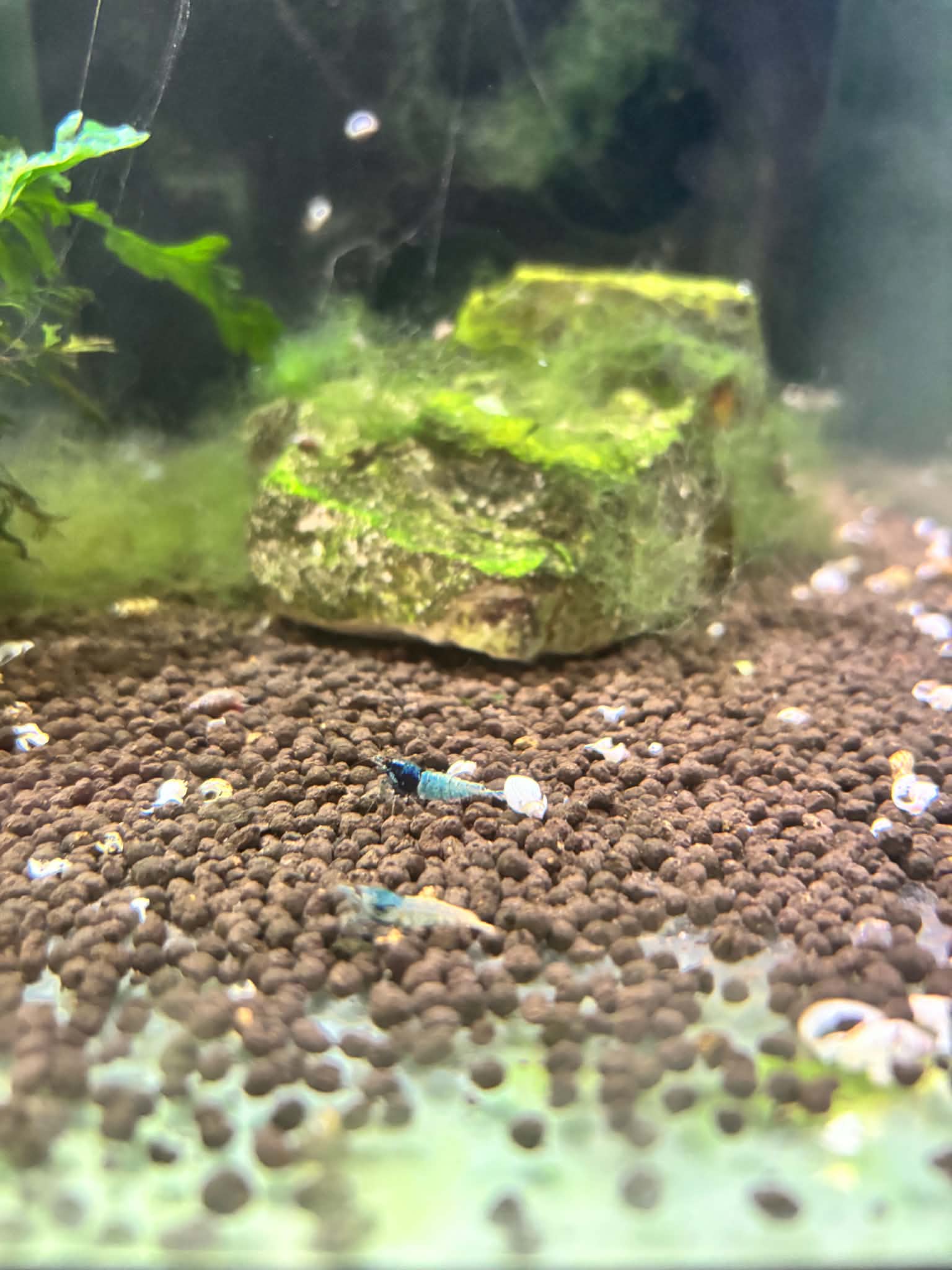 Blue Steel Shrimp