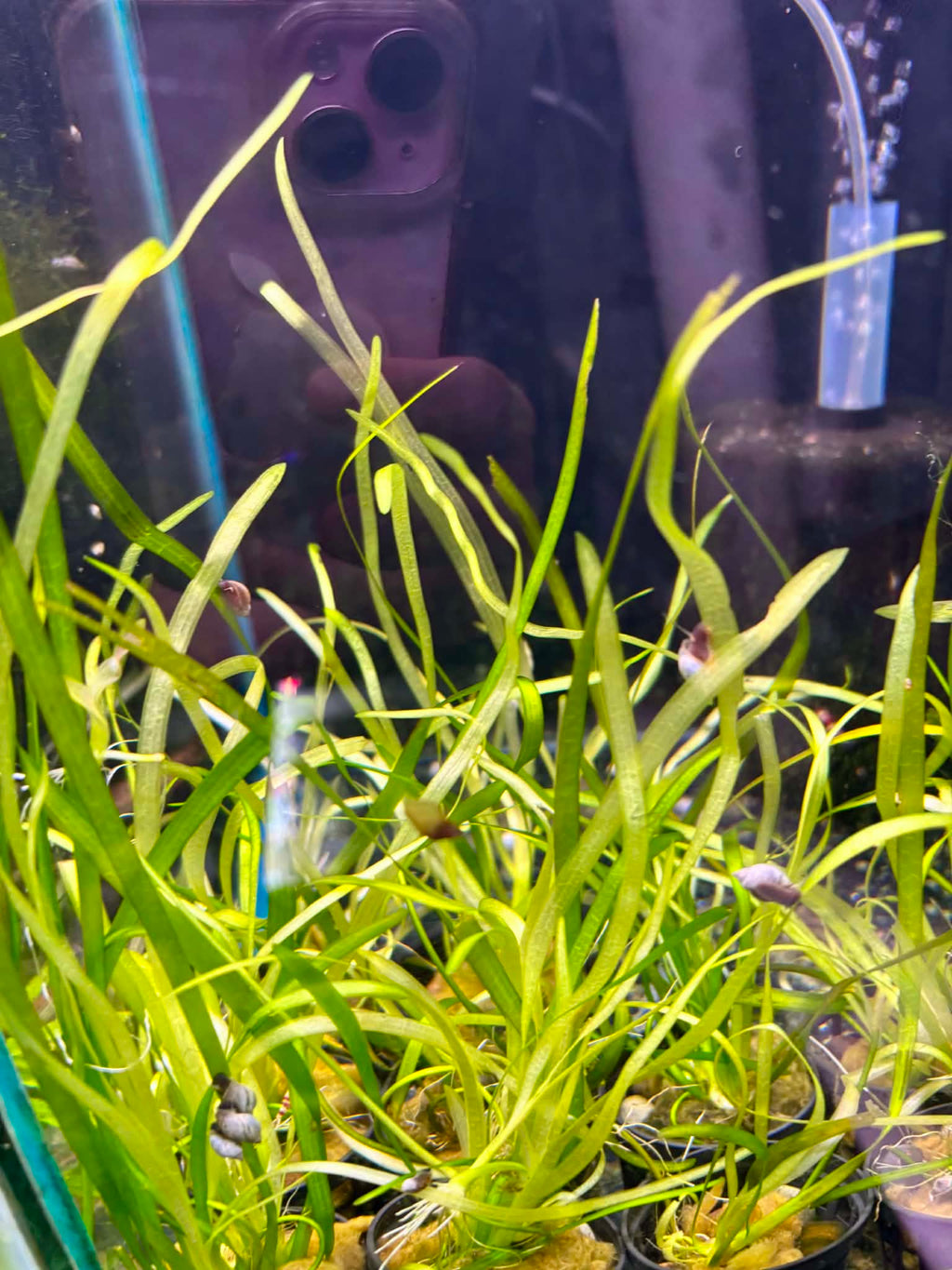 Established Vallisneria