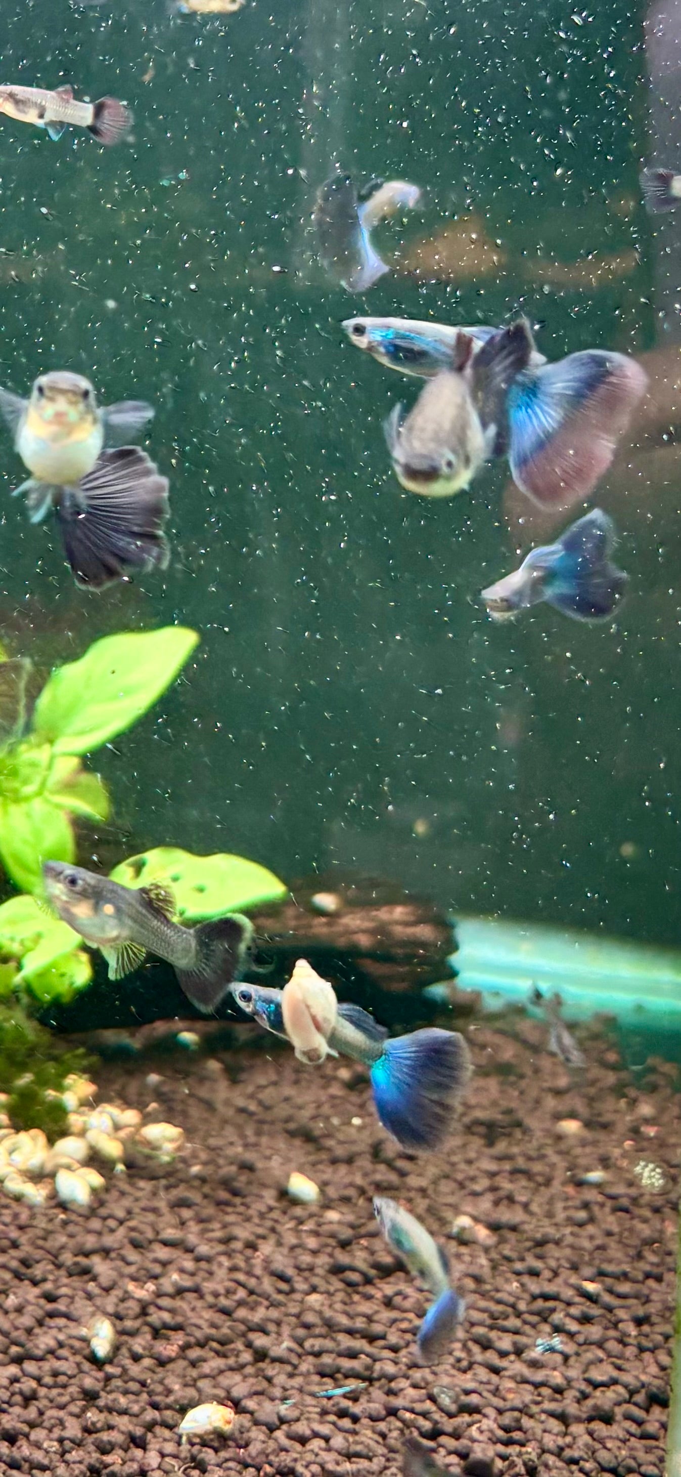 Blue Moscow Guppy Pairs