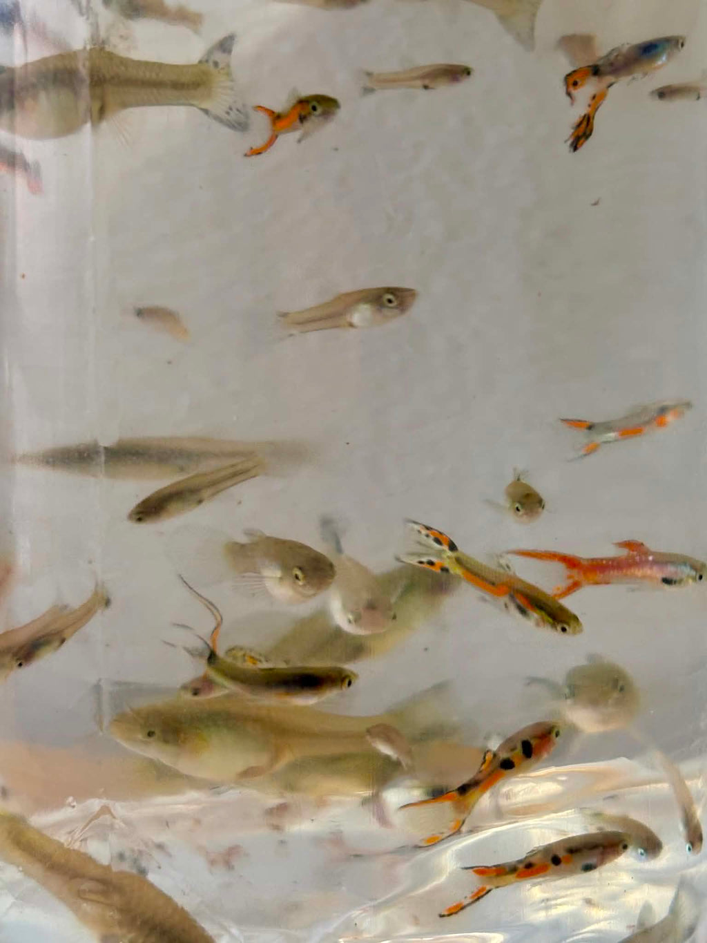 Assorted Mix Guppies