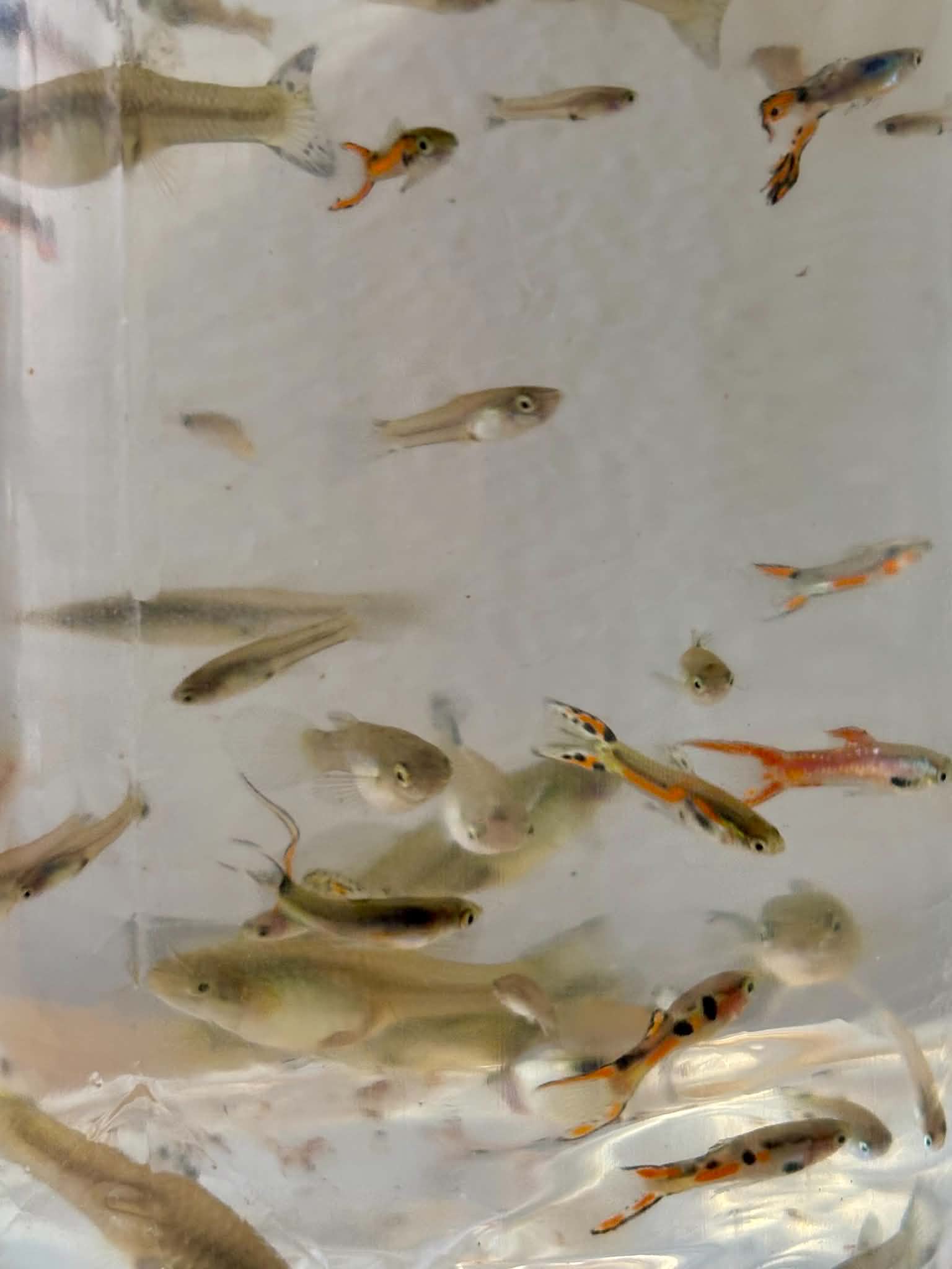Assorted Mix Guppies