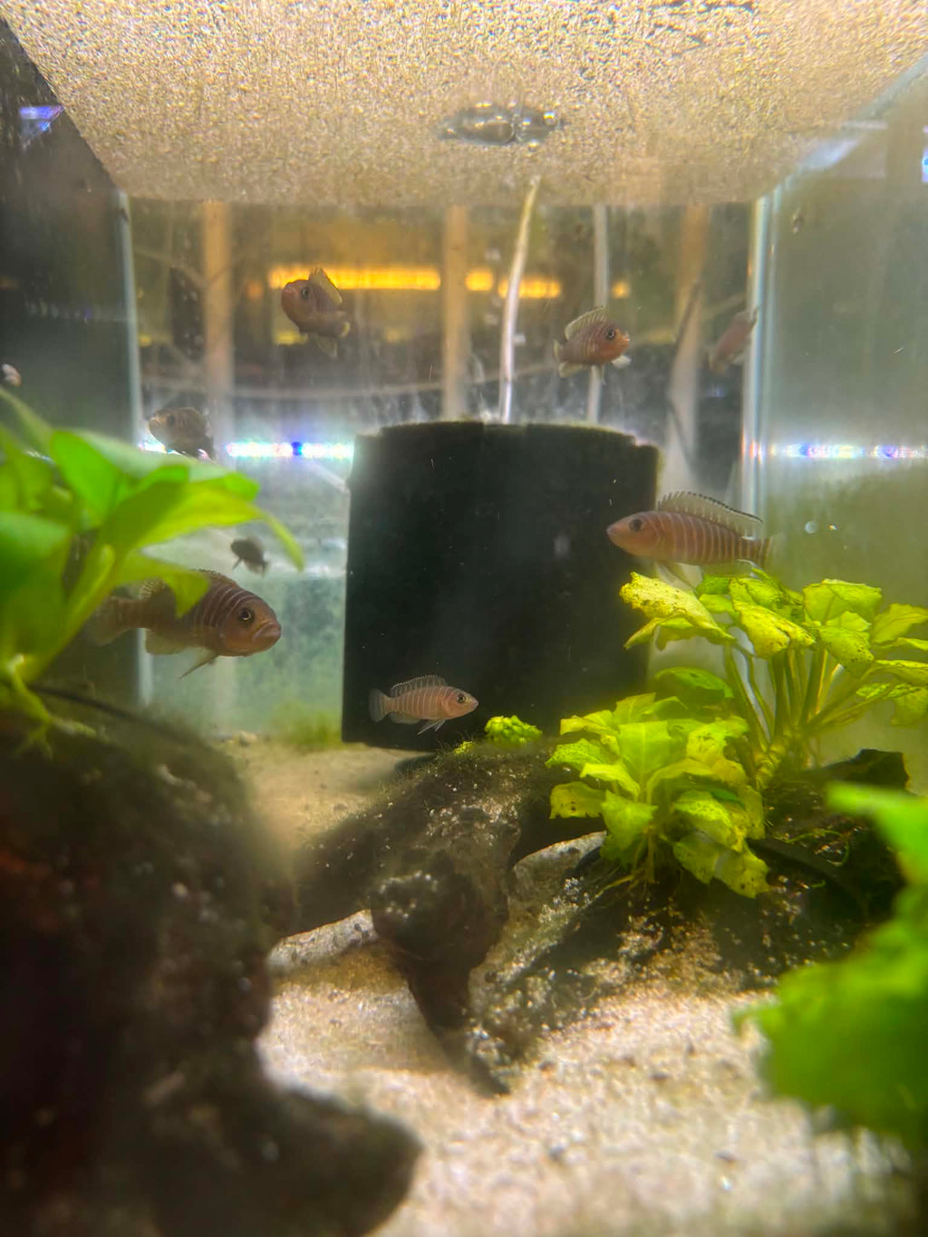 Similis Shell Dweller Cichlid