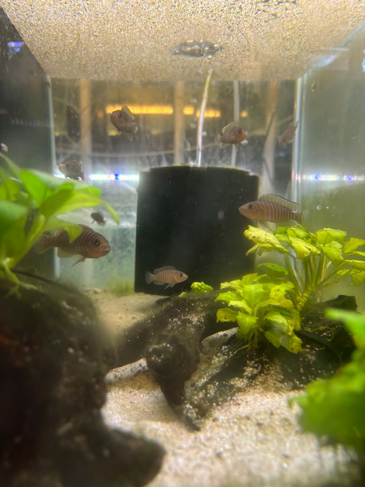 Similis Shell Dweller Cichlid
