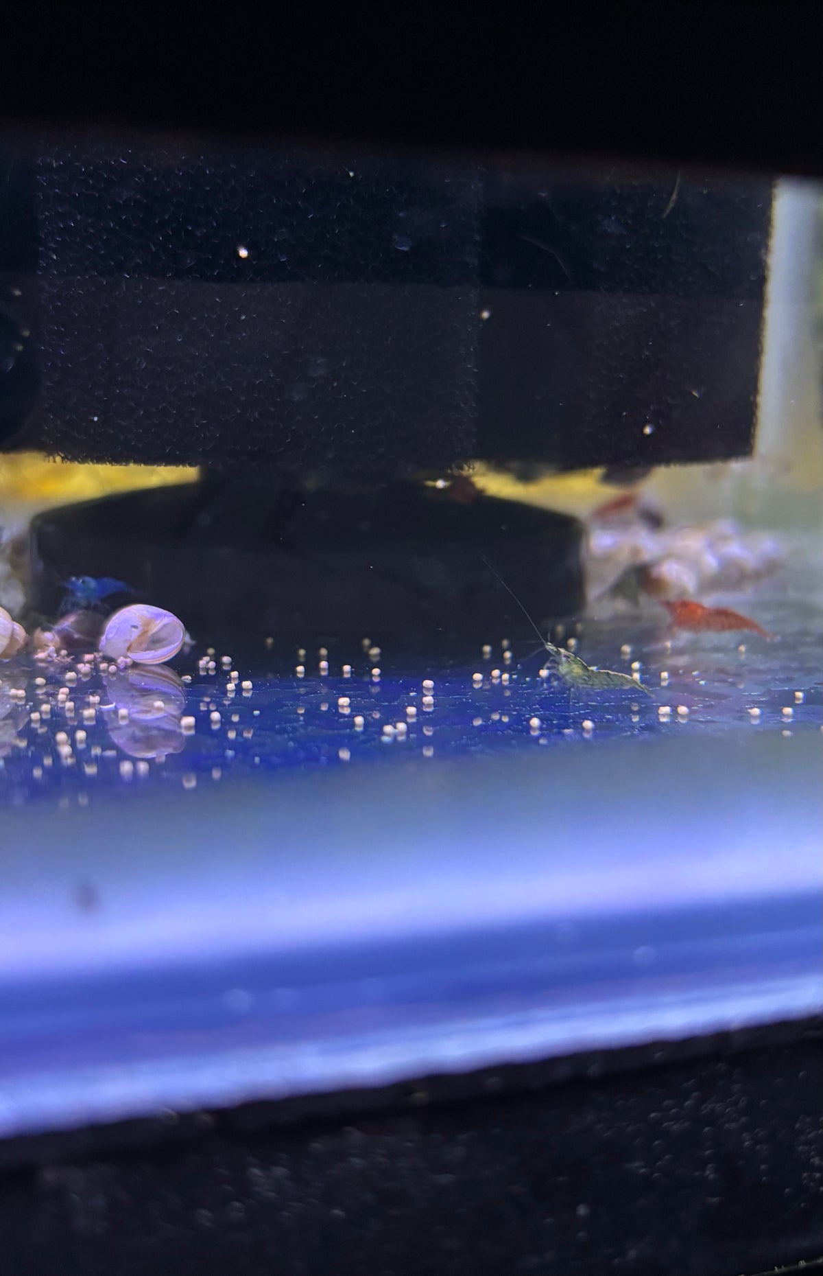 Skittle Shrimp