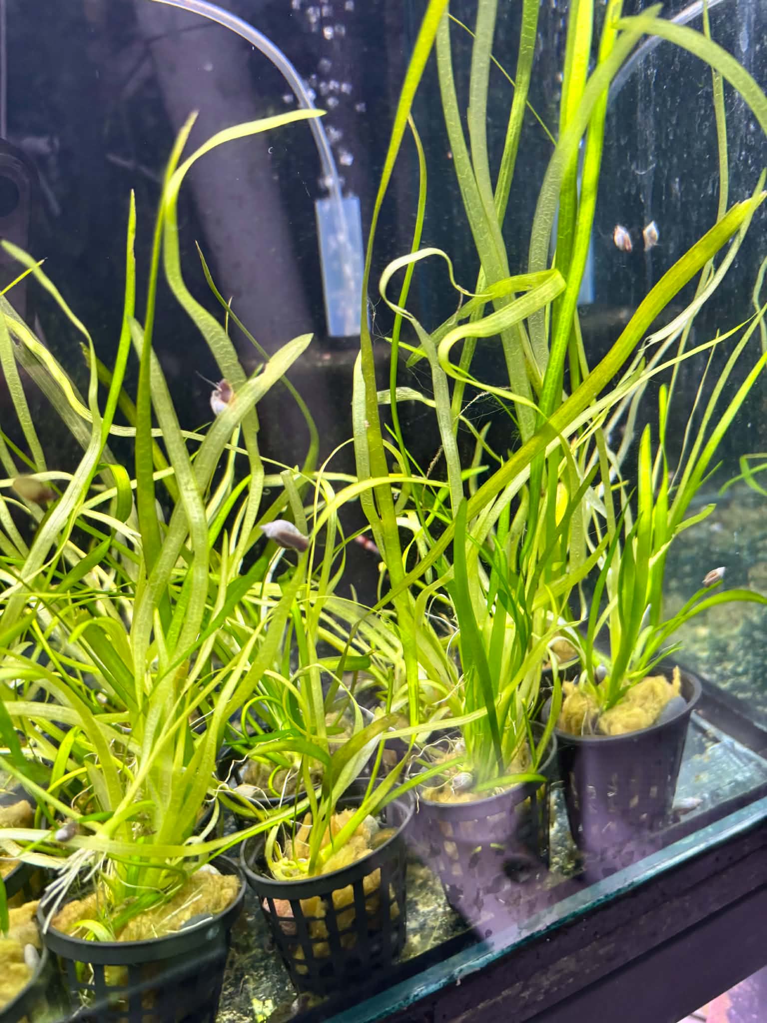 Established Vallisneria