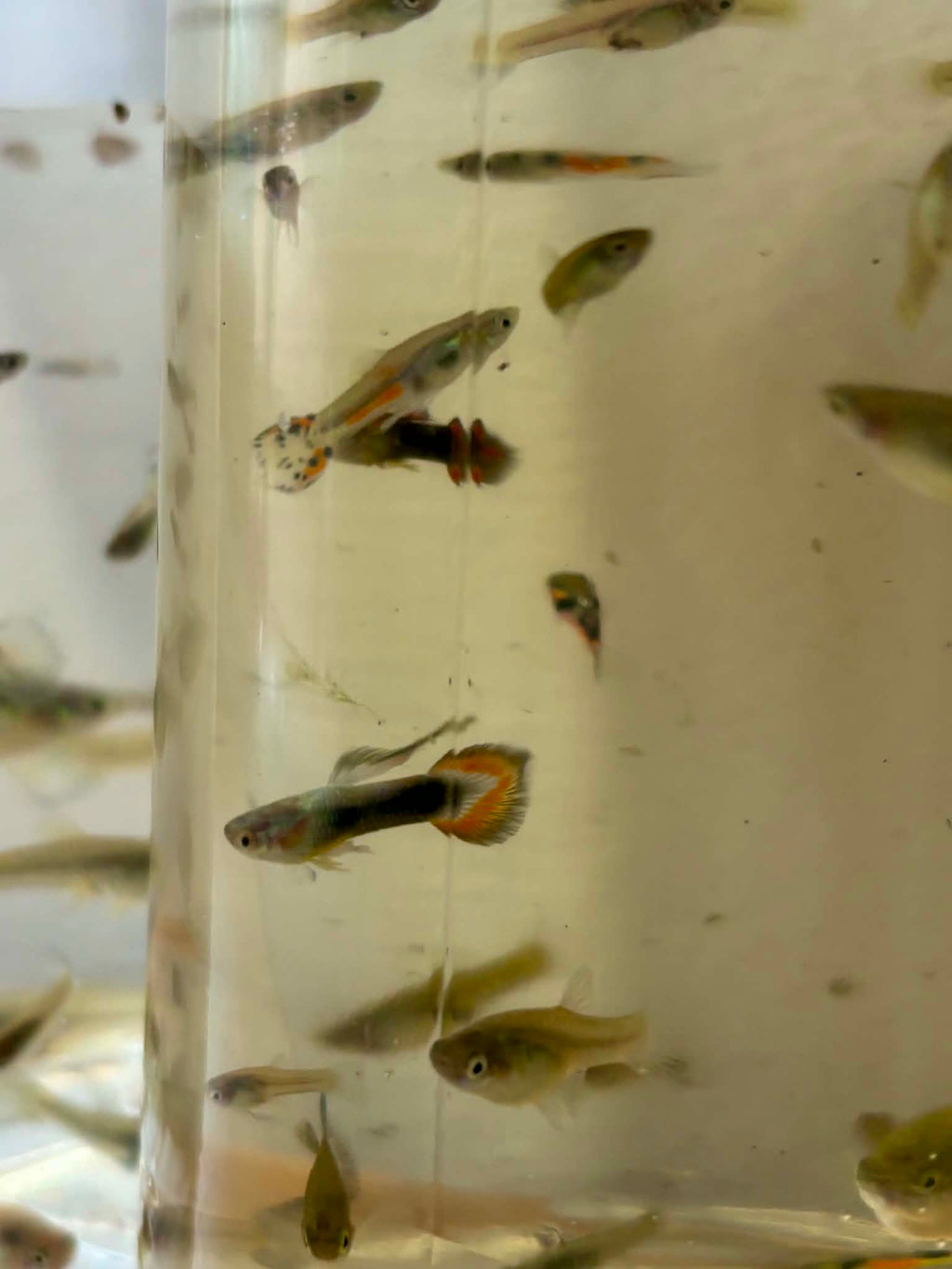 Assorted Mix Guppies