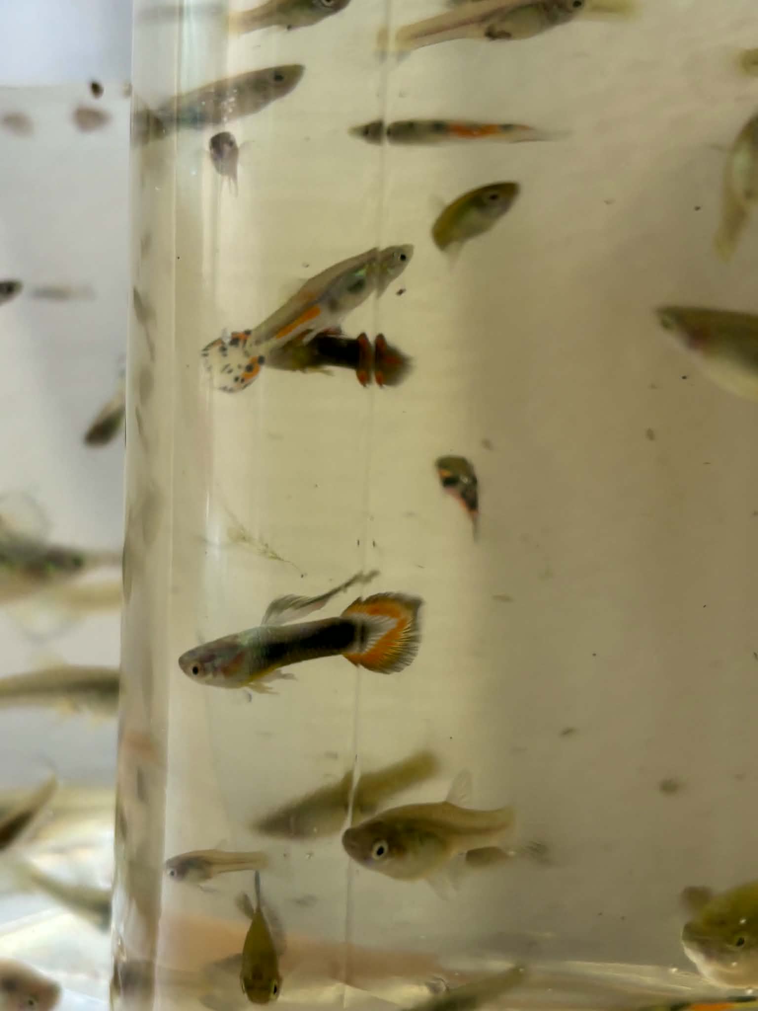 Assorted Mix Guppies