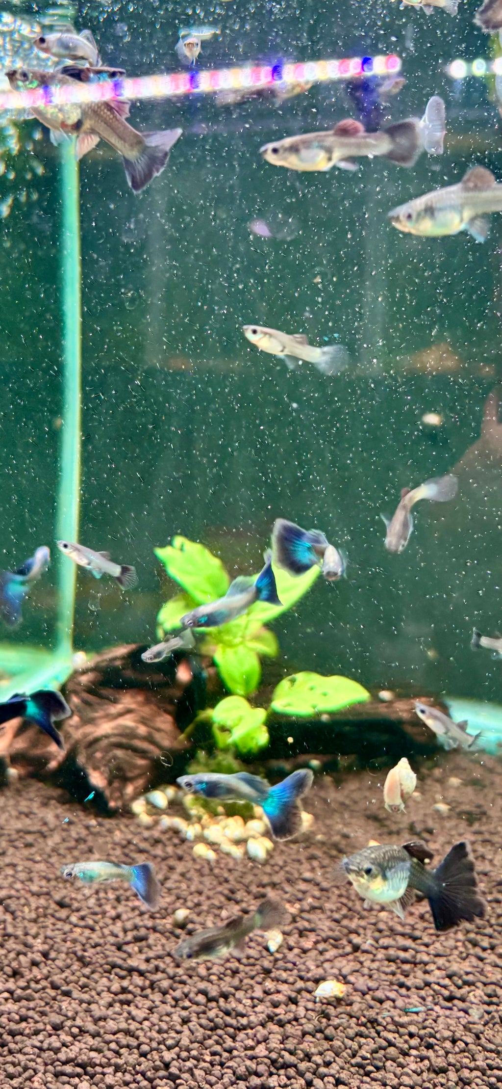 Blue Moscow Guppy Pairs