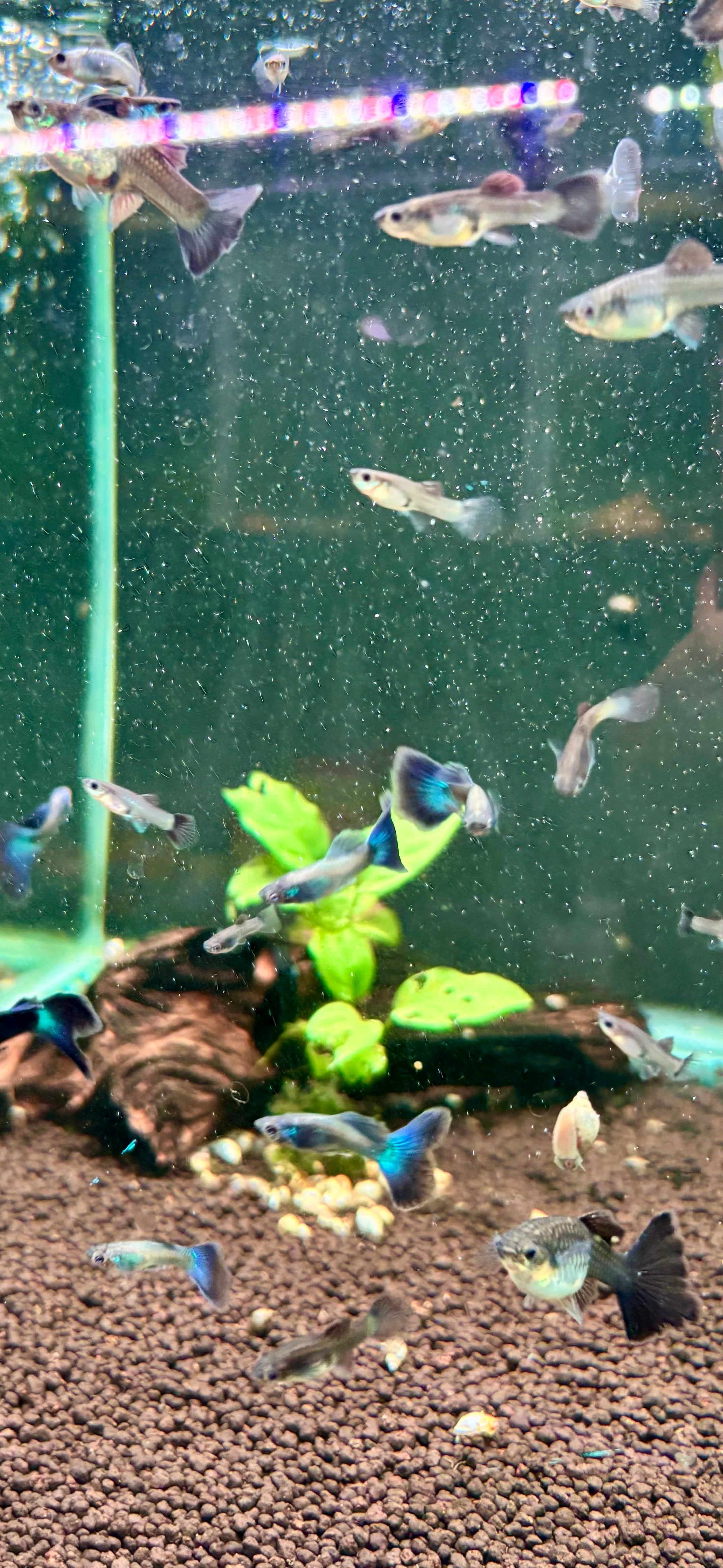 Blue Moscow Guppy Pairs