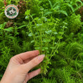 Green Pennywort