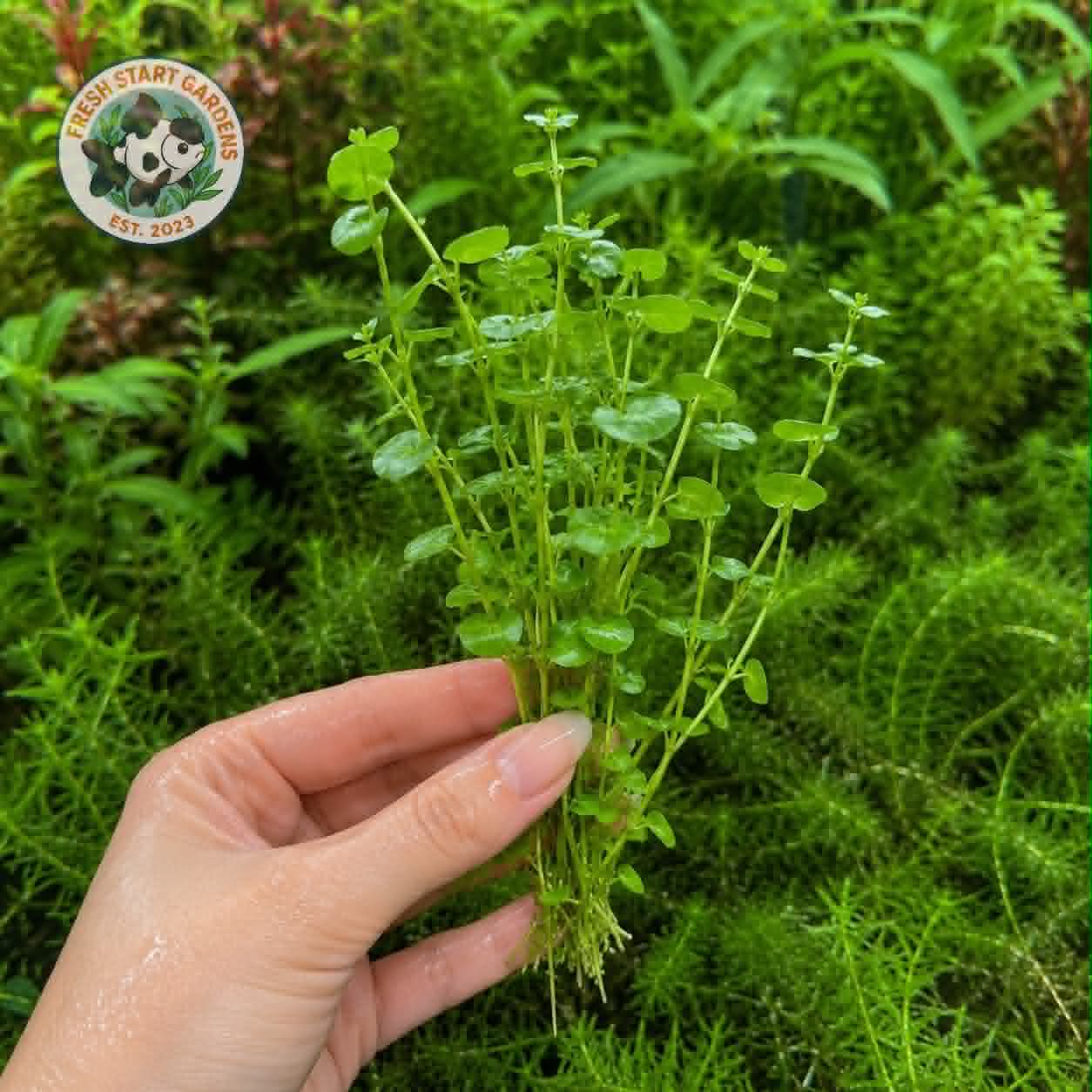 Green Pennywort