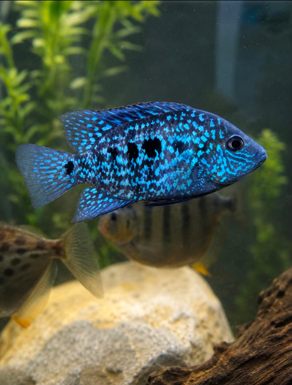 Pearlscale Cichlids: STARTER COLONY Bundle
