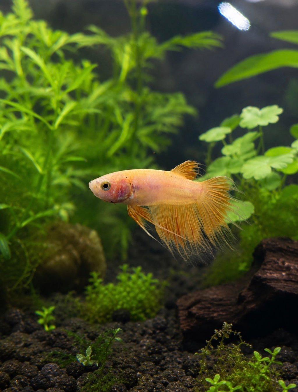 King Crowntail Betta [More Coming Soon]