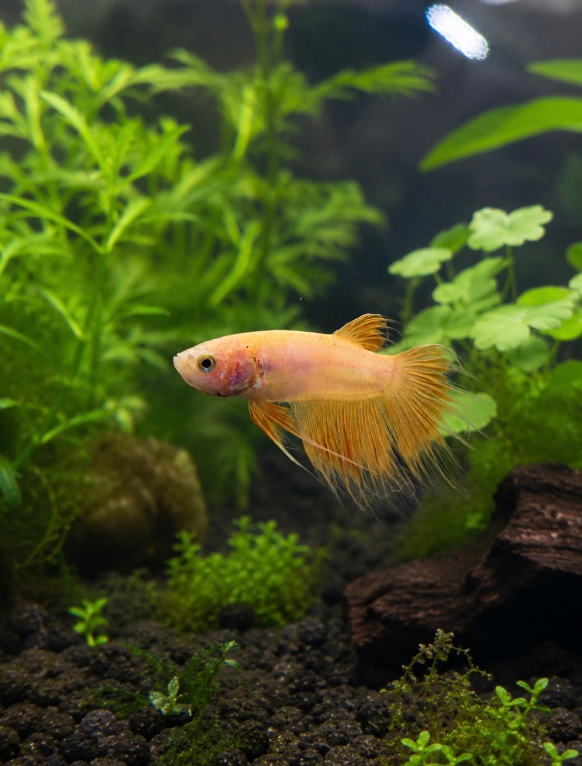 King Crowntail Betta [More Coming Soon]