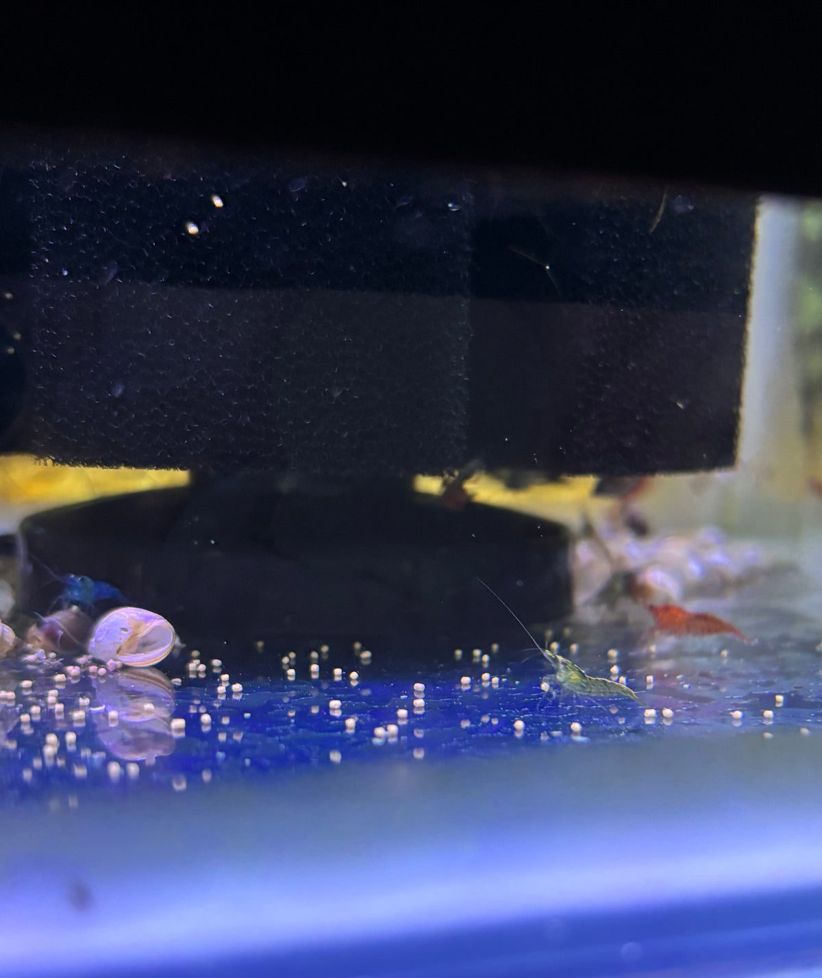 Skittle Shrimp