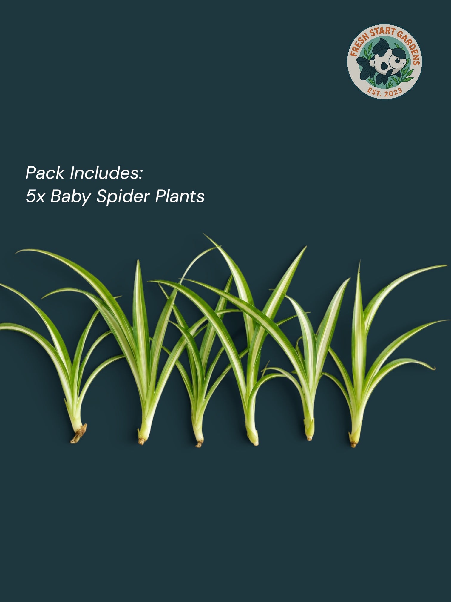 Baby Spider Plant: 5 Pack