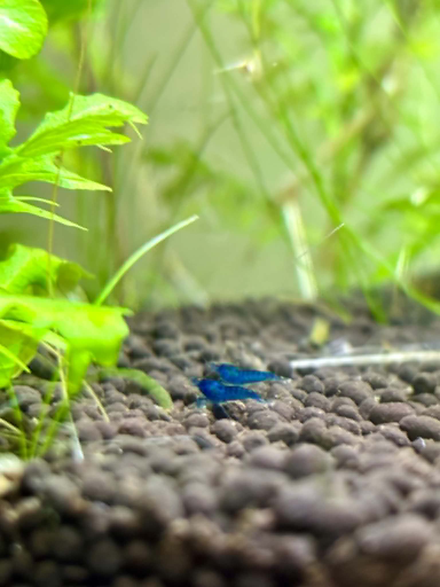 Blue Dream Shrimp