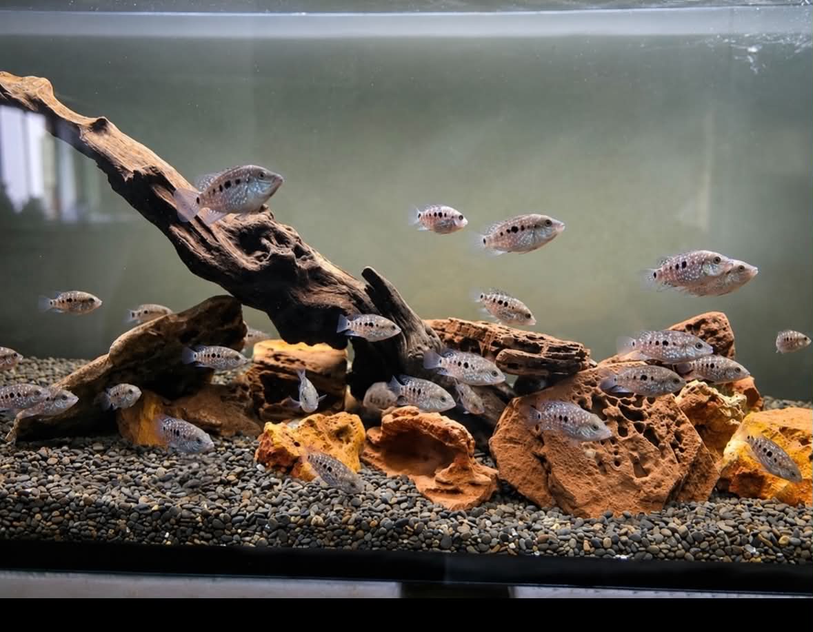 Pearlscale Cichlid (Texas Pearlscale)