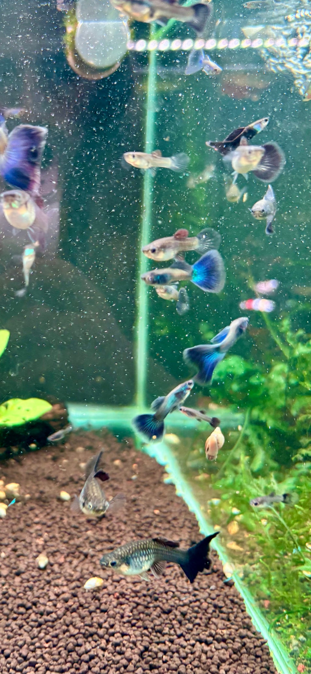 Blue Moscow Guppy Pairs