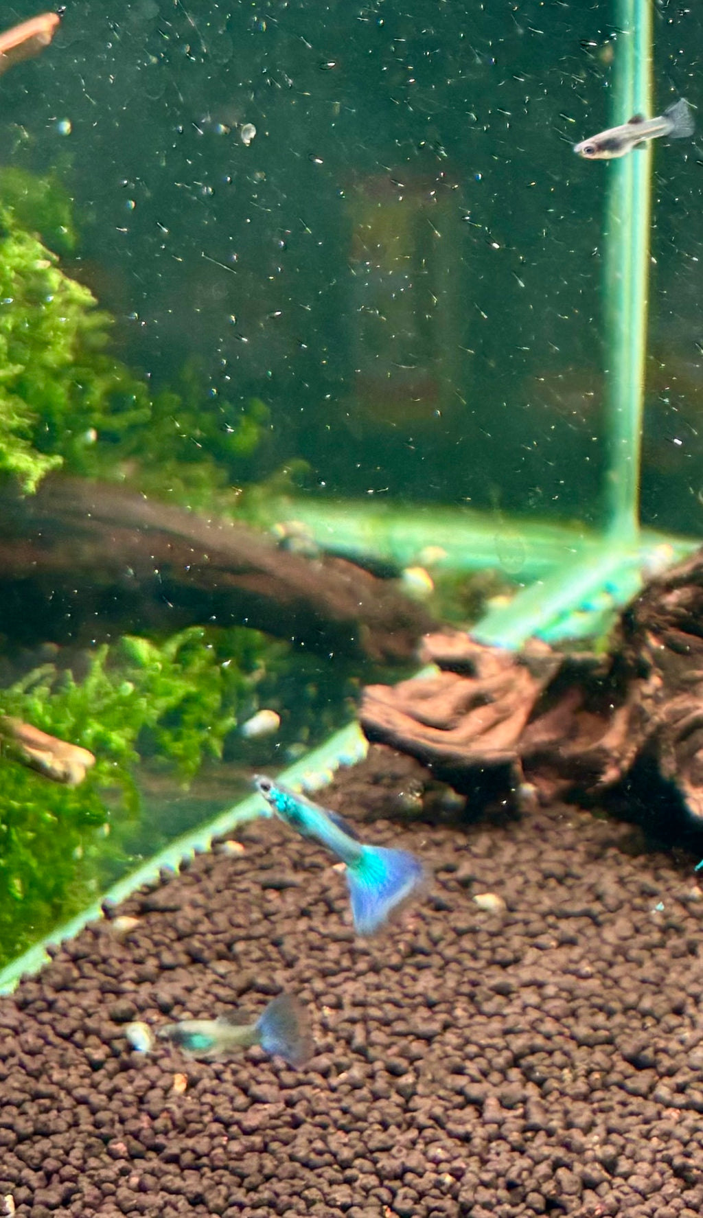 Blue Moscow Guppy Pairs