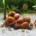 Red Ramshorn Snail