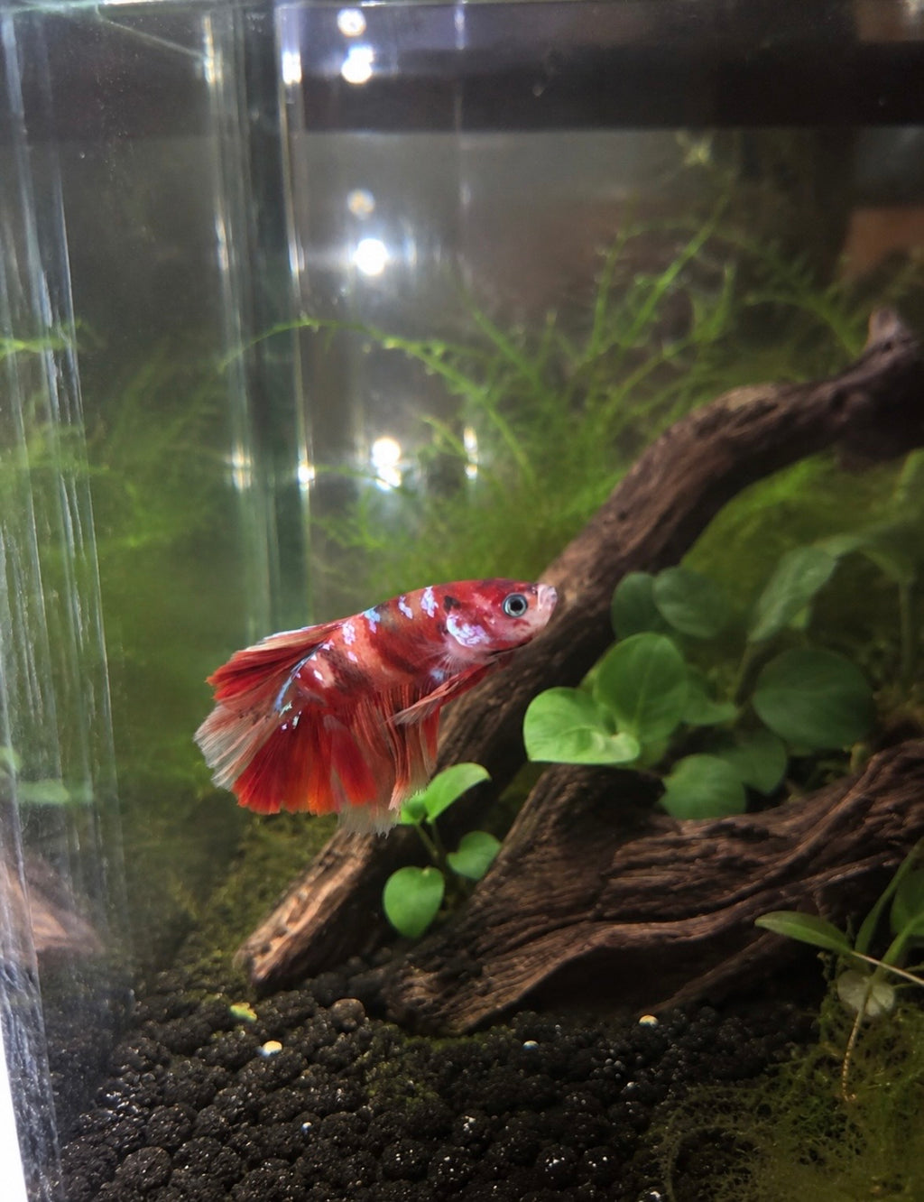 Multicoloured Betta + Desk Aquarium [More Coming Soon]