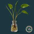Peace Lily (SOLD OUT)