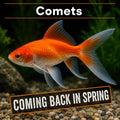 Comet Goldfish
