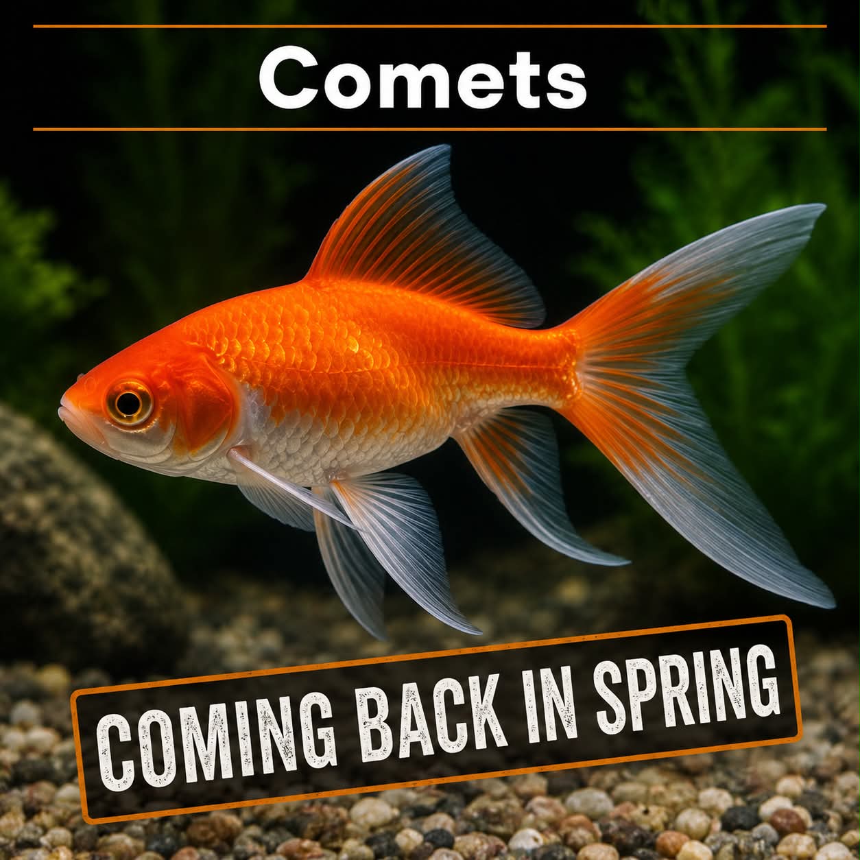 Comet Goldfish