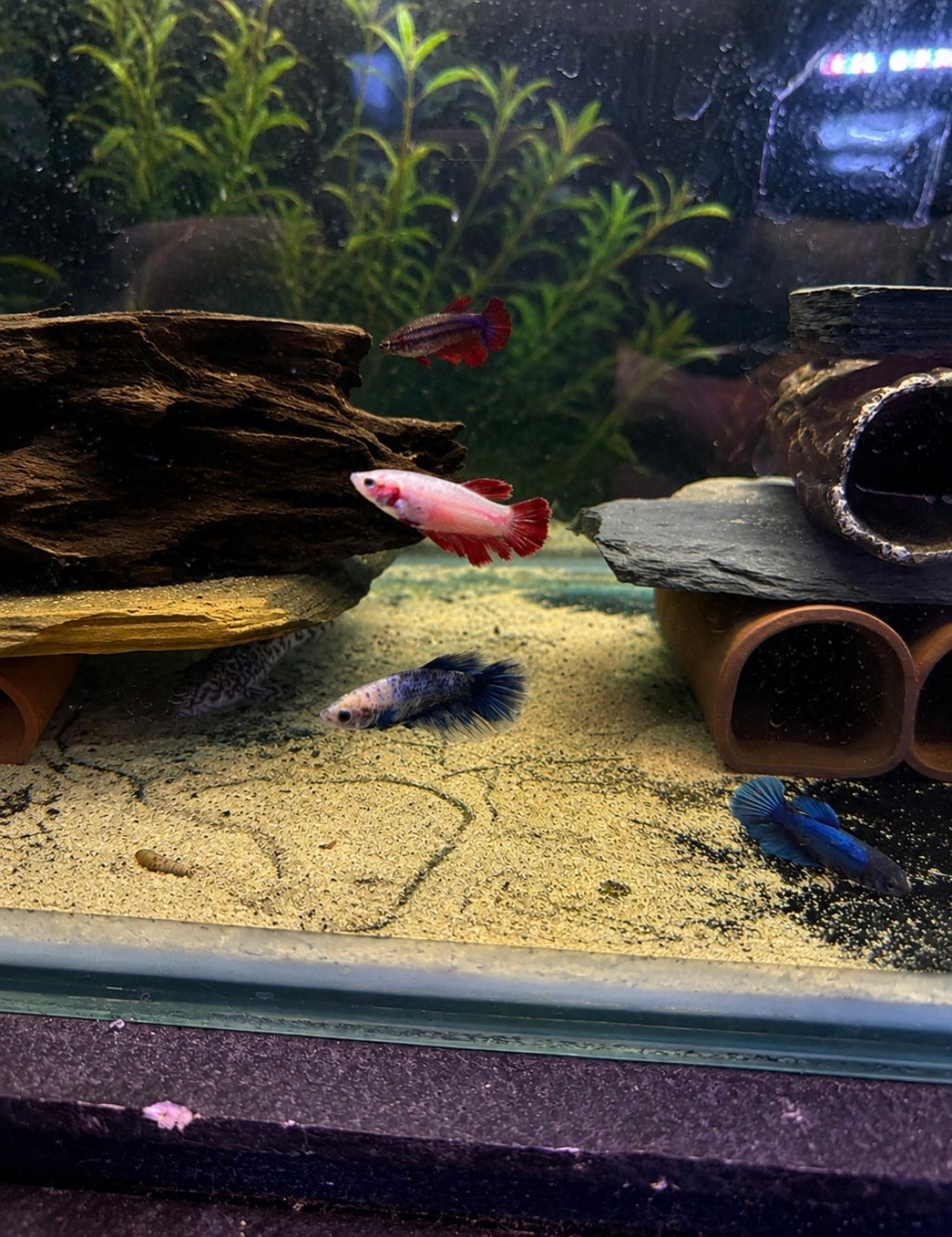 Female Bettas - Assorted Colours