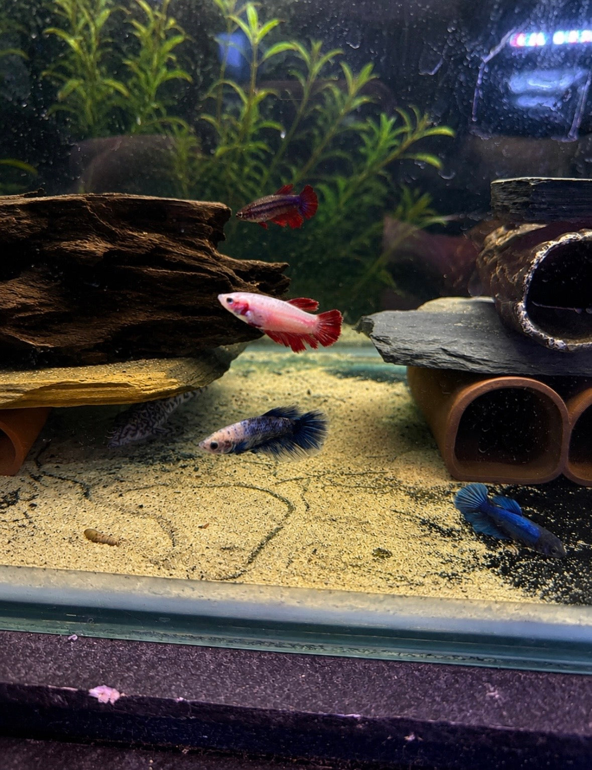 Female Bettas - Assorted Colours