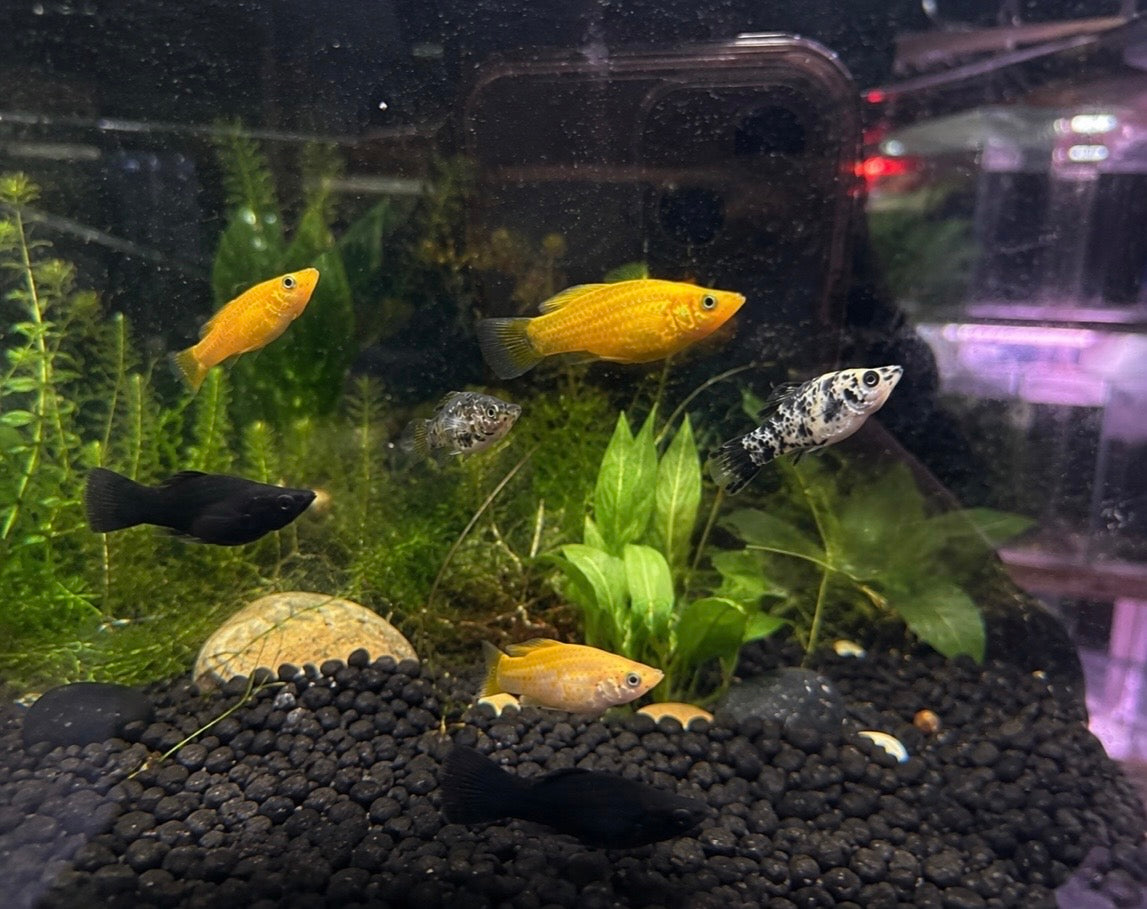 Mollies - Assorted Colours