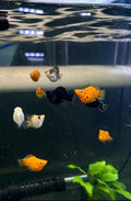 Balloon Mollies (Assorted Colours)
