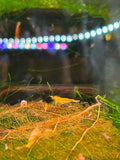 Sunkist Shrimp