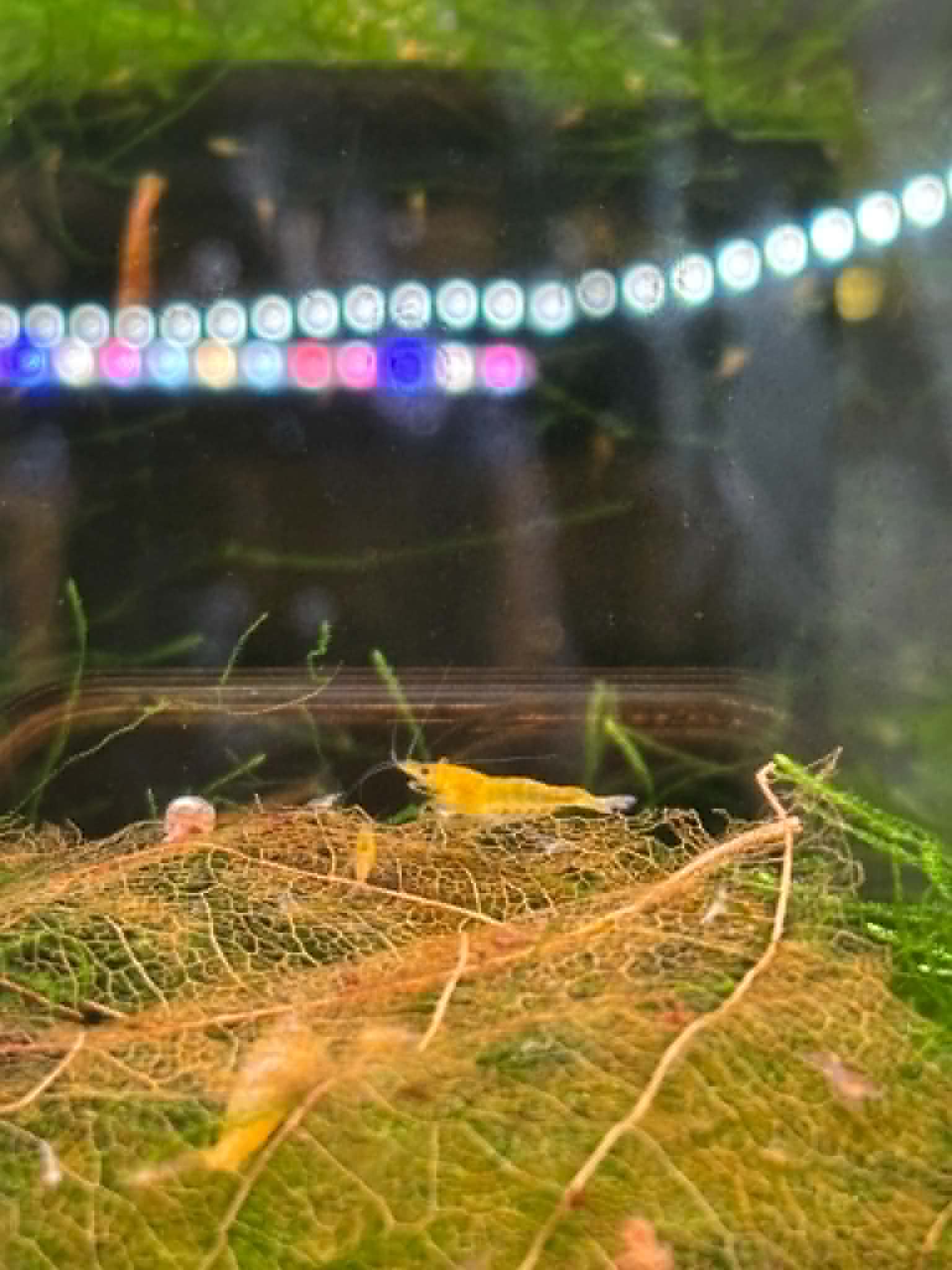 Sunkist Shrimp