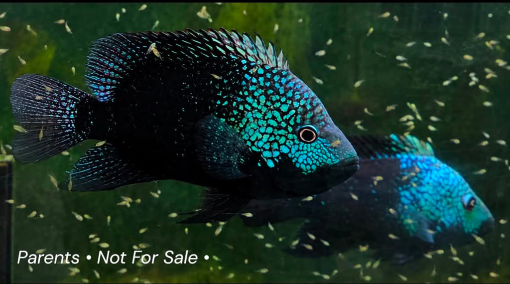 Pearlscale Cichlid (Texas Pearlscale)