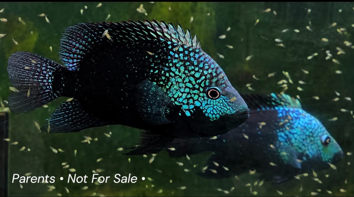 Pearlscale Cichlids: MEDIUM COLONY Bundle