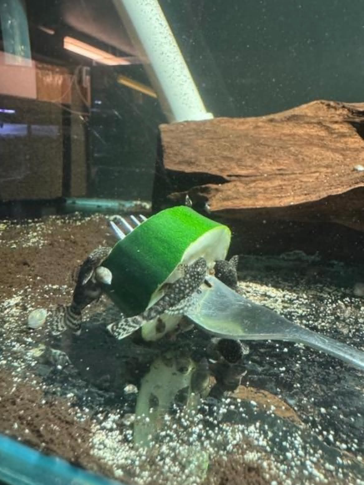 Common Bristlenose