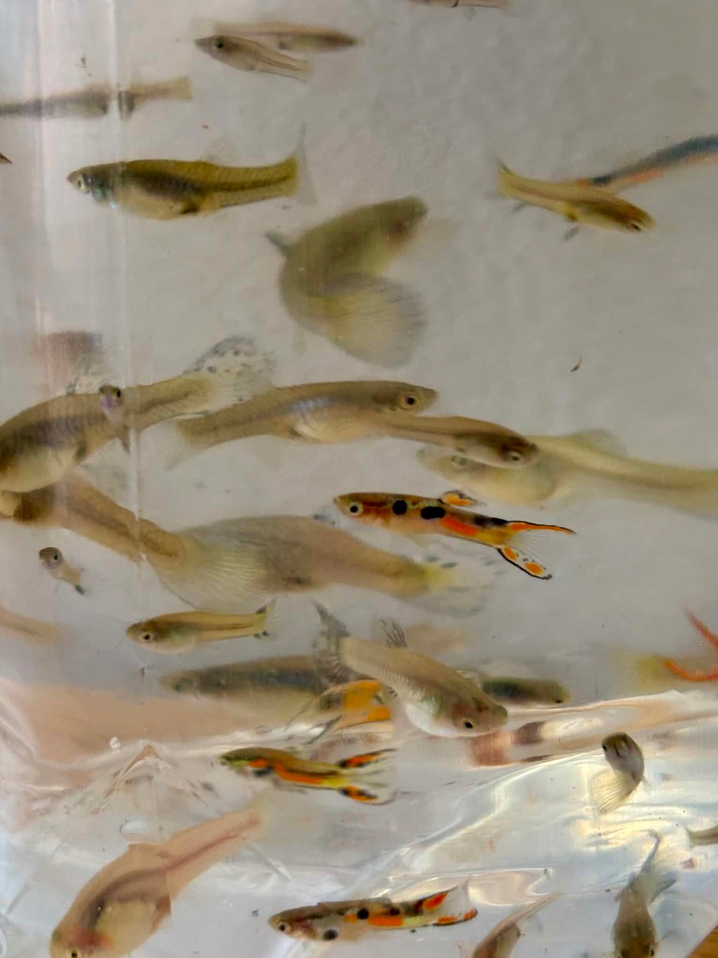 Assorted Mix Guppies