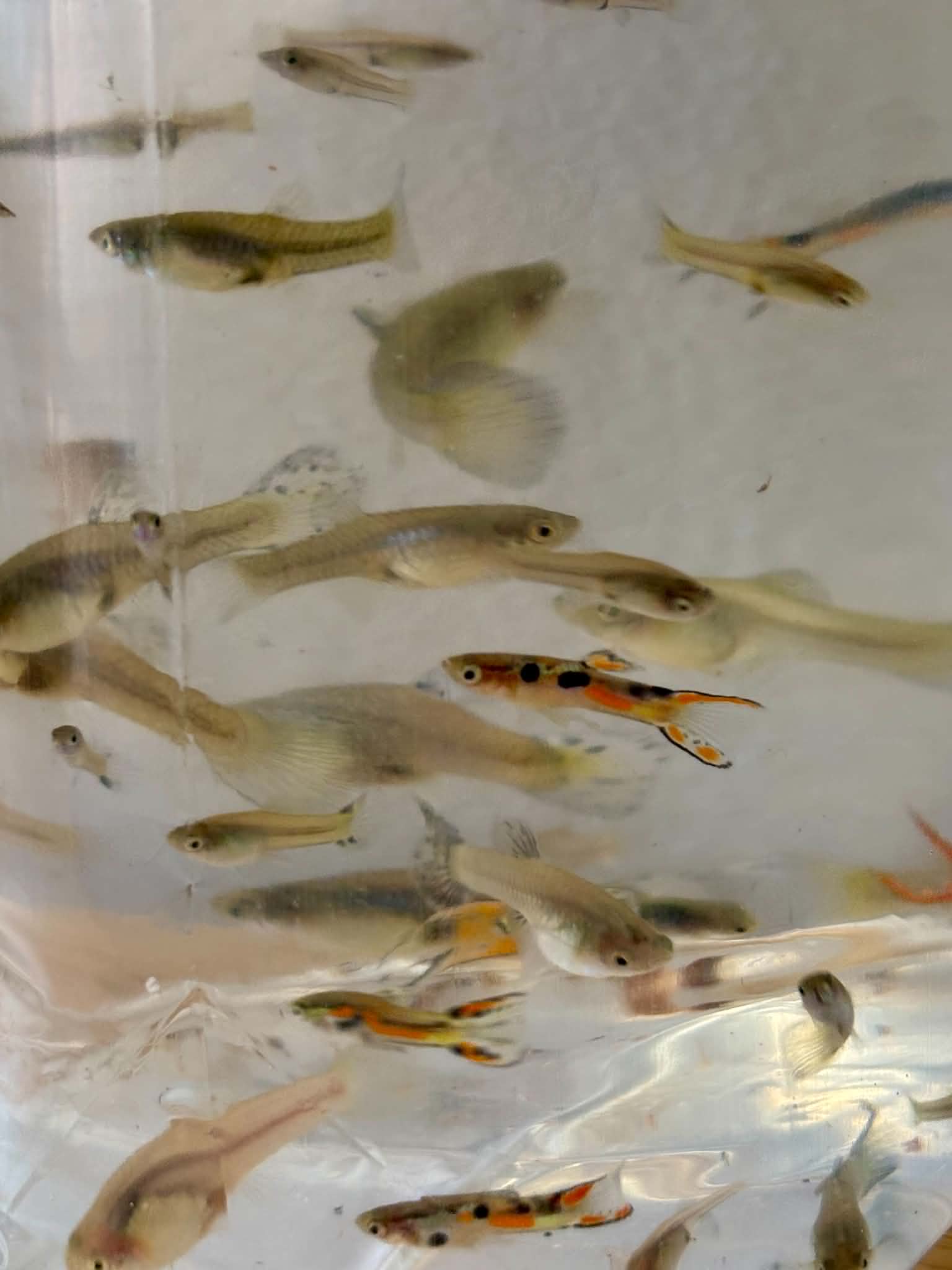 Assorted Mix Guppies