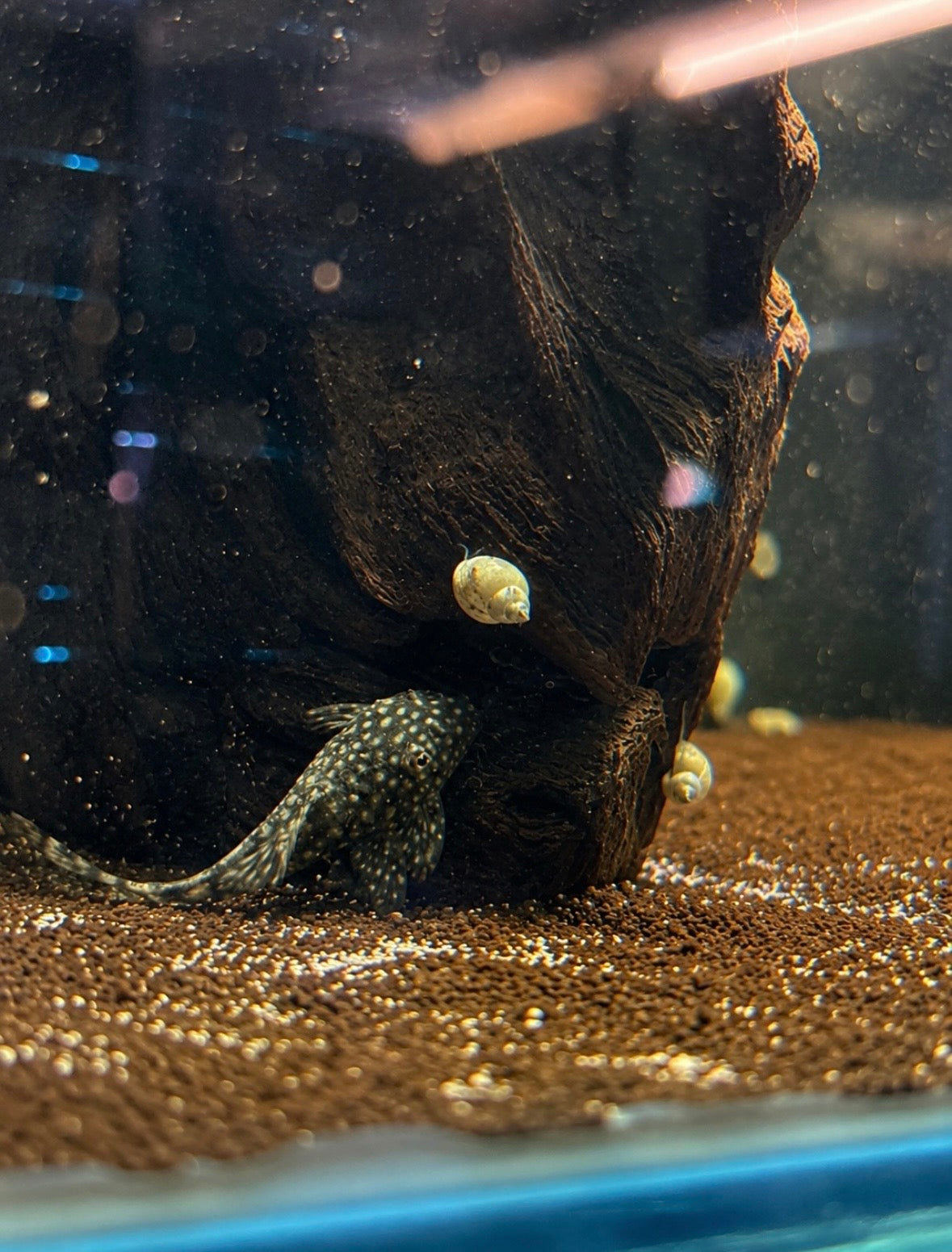 Bristlenose Plecos