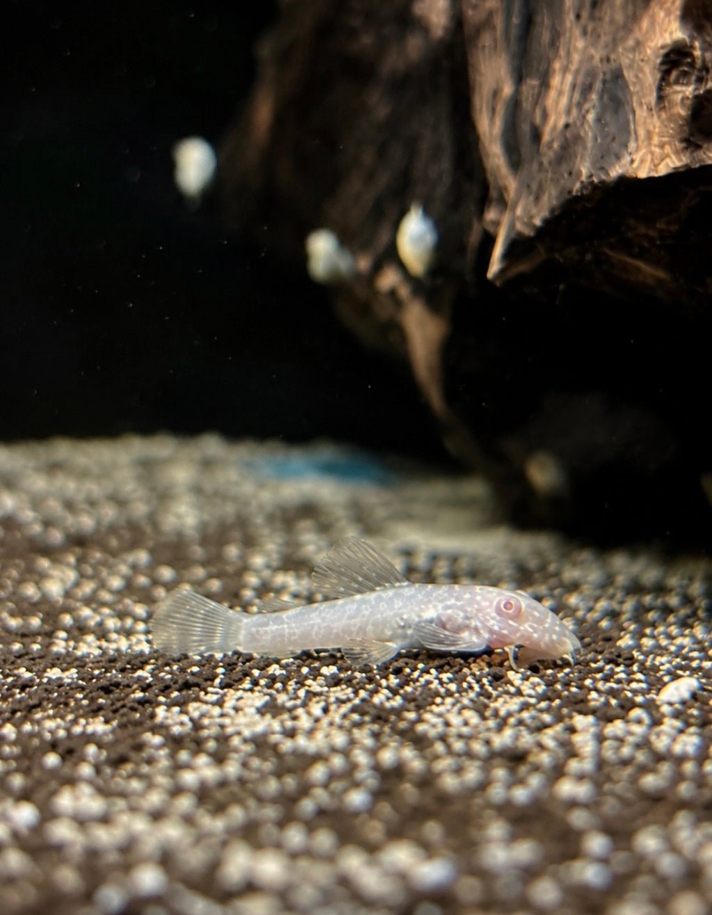 Bristlenose Plecos