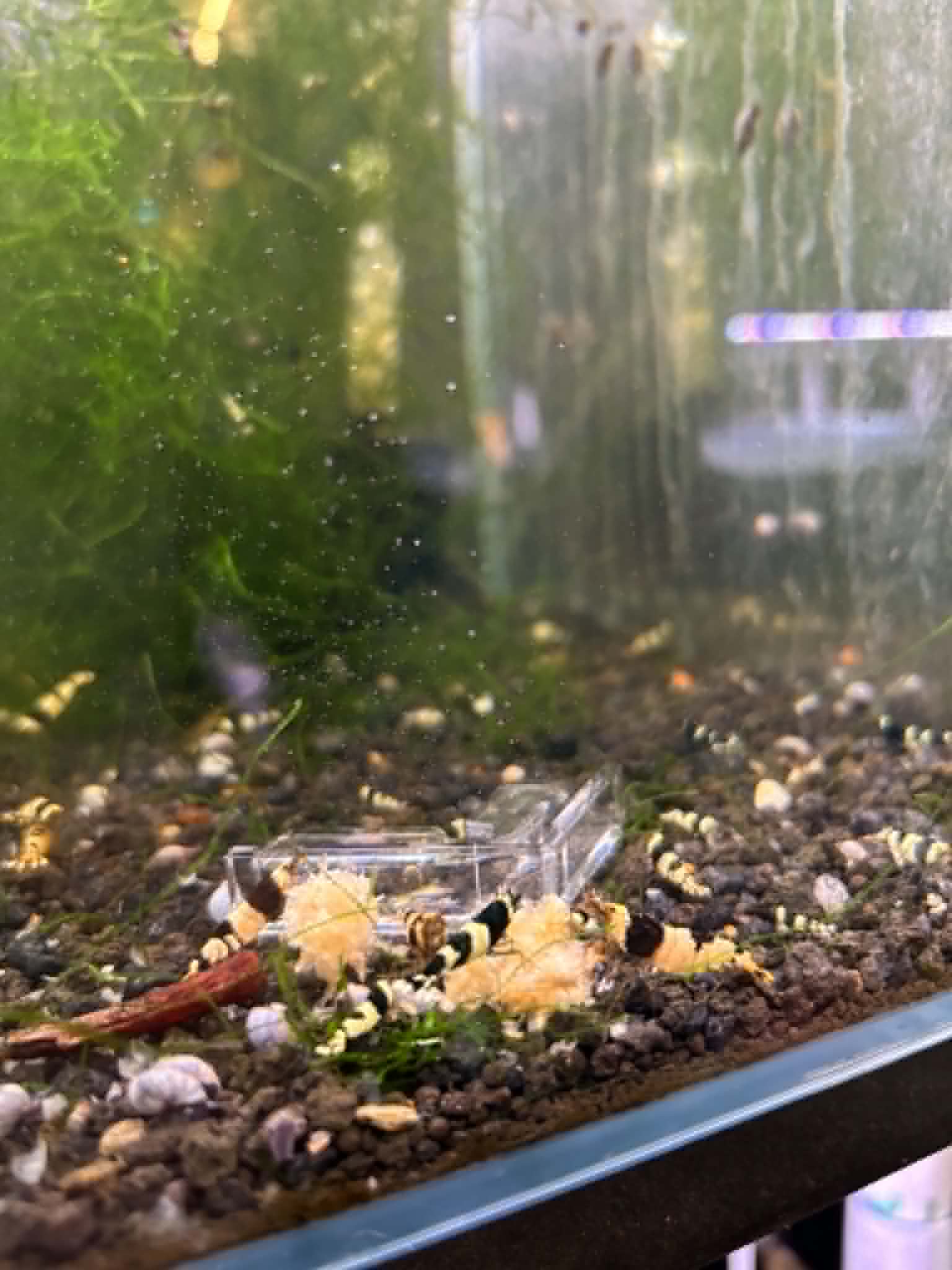 Crystal Black Shrimp (COMING BACK SOON)