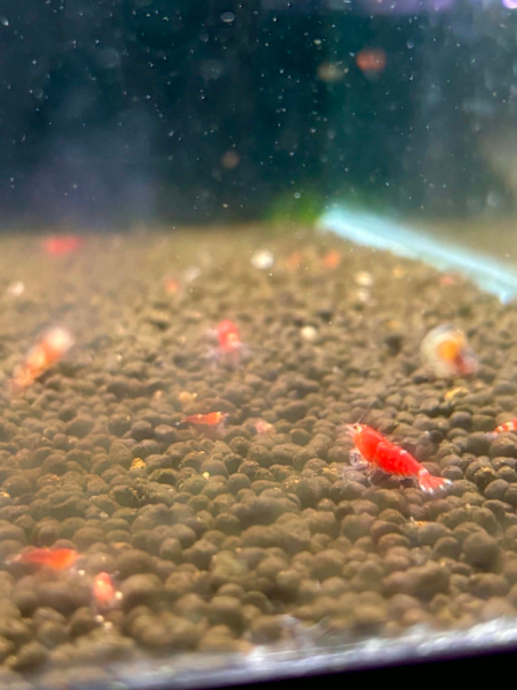 Super Crystal Red Shrimp
