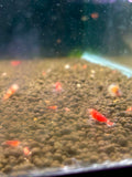 Super Crystal Red Shrimp