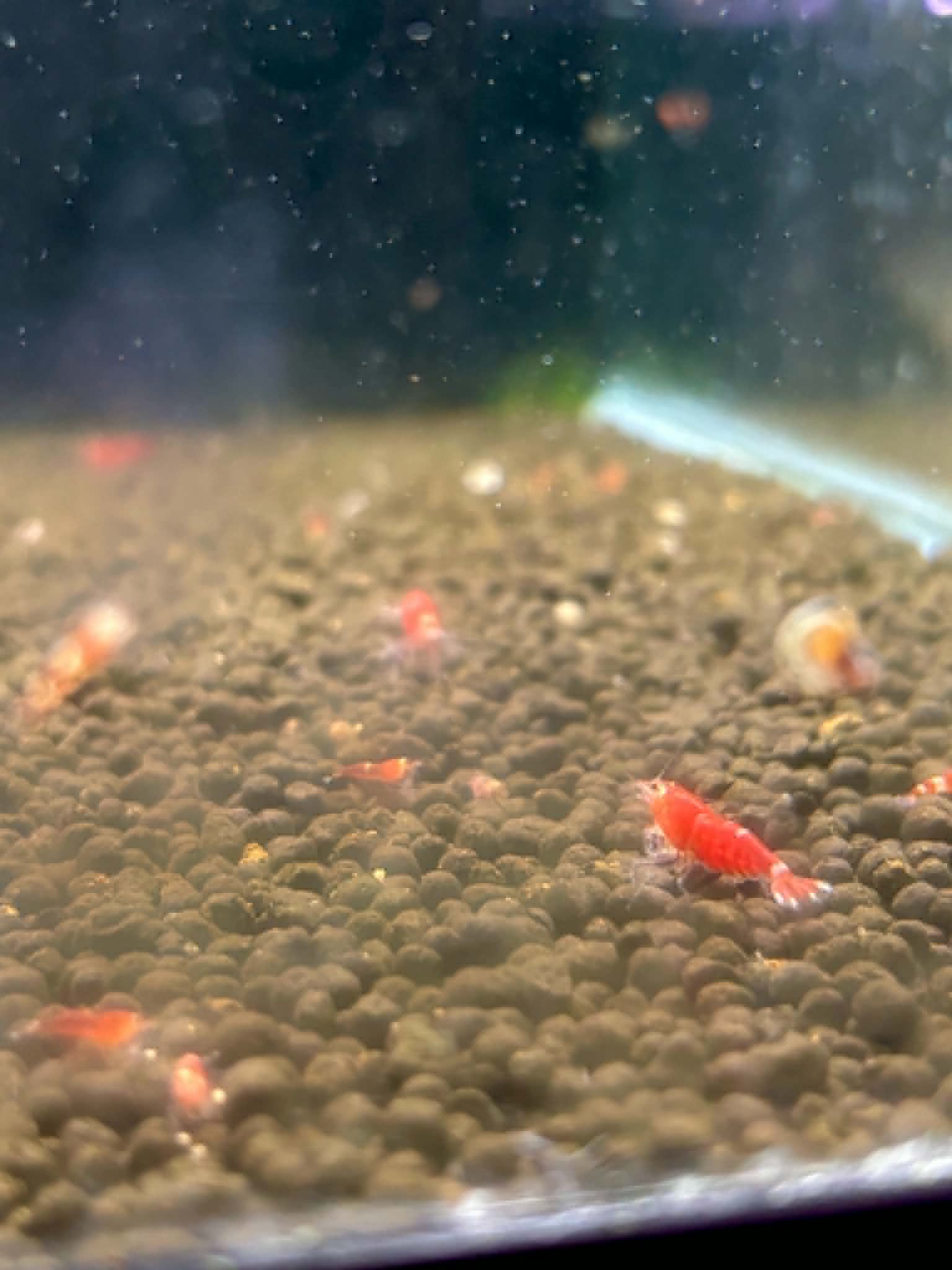 Super Crystal Red Shrimp