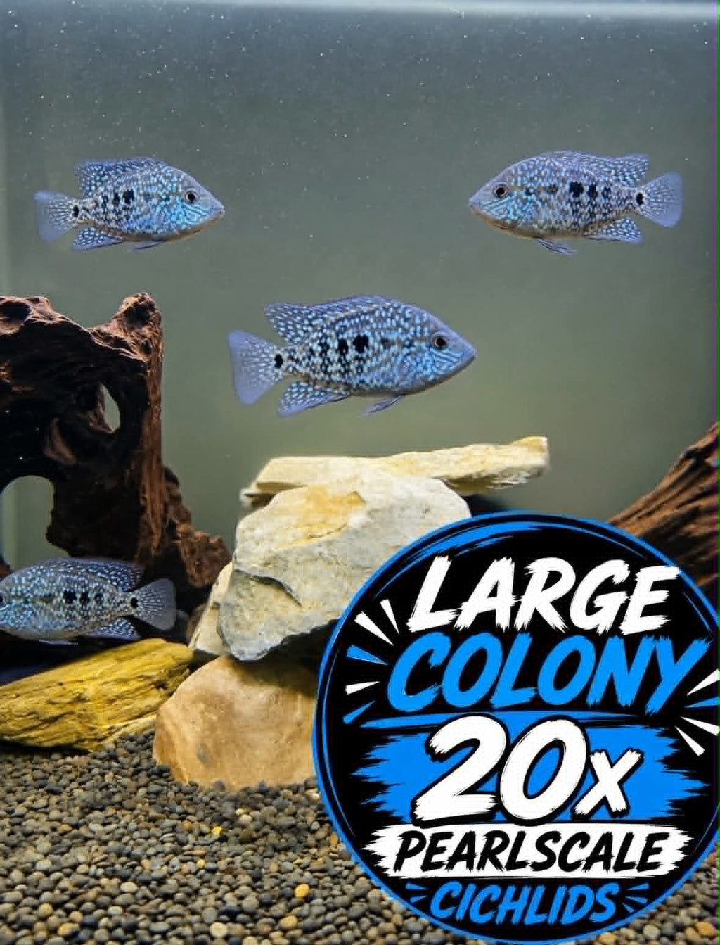 Pearlscale Cichlids: LARGE COLONY Bundle